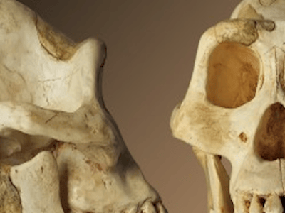 ¿Somos humanos?