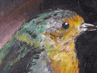 Erithacus rubecula